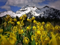 Glacier Lilies in the Rocky Mountains 