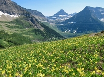 Glacier lily bloom on the Highline Trail Looking toward Logan Pass Glacier NP Montana    OC