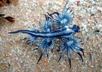 Glaucus atlanticus aka Blue Dragon 