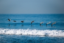 Glide of the Pelicans 
