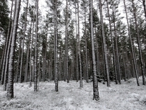 Gloomy winter forest in Sweden 