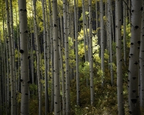 Glowing Forest in Crested Butte CO 