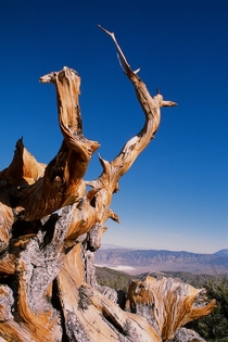 Gnarled Branches of a Bristlecone Pine White Mountains California 