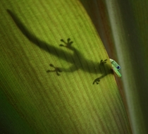 Gold dust day gecko 