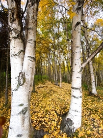Golden colors among the birch trees OC x Anchorage Alaska
