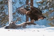 Golden eagle Aquila chrysaetos killed a reindeer Rangifer tarandus 