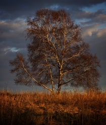 Golden hour tones on this lone tree in Milford CT  dylankyekphoto
