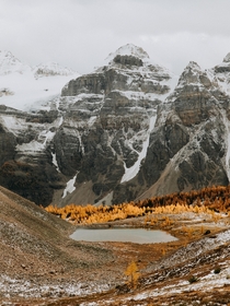 Golden Larches and the Canadian Rockies 