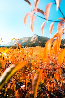 Golden leaves decorate the Flatirons Boulder Colorado USA  by Hansi