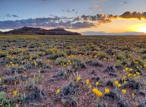 Golden Mariposa Lilies in bloom at Petrified Forest National Park Arizona 