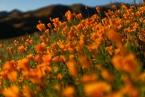 Golden Poppy Super Bloom - Lake Elsinore California 