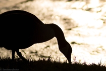 Goose silhouette 