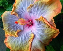 Gorgeous hibiscus at the local garden center