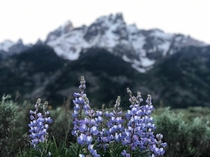 Gorgeous lupine standing in front of the Grand Tetons 