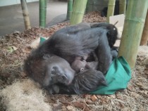 Gorilla Co-sleeping with Newborn Gorilla 