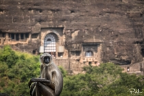 Got greeted by a monkey when exiting one of the temples at Ajanta Caves India 