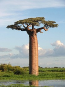 Grandidiers Baobab in Madagascar 