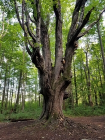 Grandmother tree in Asbury Woods Erie Pennsylvania  OC