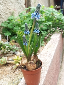 Grape hyacinth aka muscari  is going to flower
