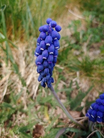 Grape Hyacinth Muscari Im amazed by its vibrant cobalt blue 