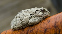 Gray tree frog sleeping on the handle of a bow saw - Christian Island Ontario 