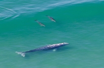 Gray Whale Escorted by Dolphins San Diego CA OC 