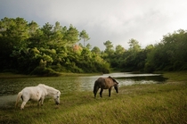 grazing horses near Lake Danum Sagada Philippines 