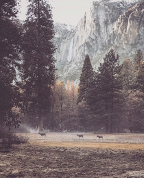 Grazing in scenic spots Yosemite edition 