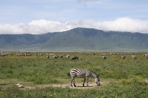 Grazing zebras in the Ngorongoro crater Tanzania Photographer Me 