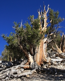 Great Basin bristlecone pine the oldest living creature 