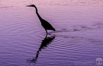 Great blue heron silhouette after sunset 