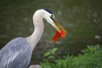 Great Blue Heron stops by for lunch goldfish shocked by what happens next 