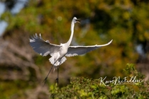 Great Egret - coming in for landing - Vebnice FL