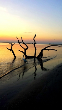 Great egret driftwood and sunset on Jekyll Island 