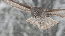 Great Gray Owl Strix nebulosa the largest species of owl  photo by Maxime Riendeau