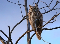Great horned owl at the last light of day 