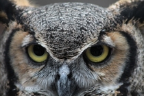 Great Horned Owl -Saint Pete Florida