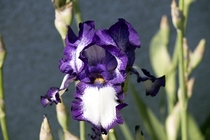 Great looking Iris from my yard 