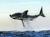 Great White Shark Carcharodon carcharias hunting seals off the coast of Cape Town South Africa 