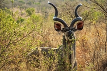 Greater Kudu Tragelaphus strepsiceros Kruger NP South Africa 