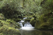 Green calm A New Zealand brook after heavy rains 