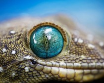 Green Eyed Gecko x-post from rpics 