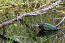 Green Heron Butorides virescens  - Everglades National Park