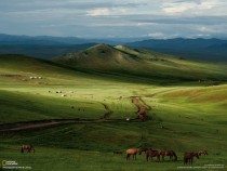 Green Mongolian steppe 