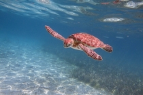 Green Sea Turtle Chelonia mydas Belize 
