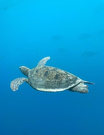 Green Sea Turtle on Great Barrier Reef Australia