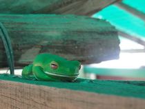 Green Tree Frog Litoria caerulea 