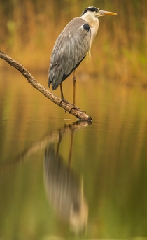 Grey heron Photo credit to Zdenek Machacek