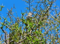 Grey Warbler Gerygone igata Mt cook national Park New Zealand 