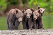 Grizzly Bear Cubs  photo by Sergei Ivanov